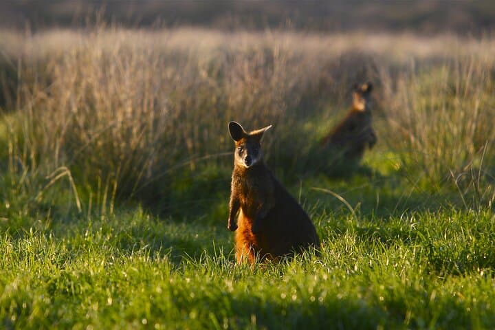 Phillip Island Day Tour: Penguins, Kangaroos & Coastal Highlights (Small-Group) photo 3