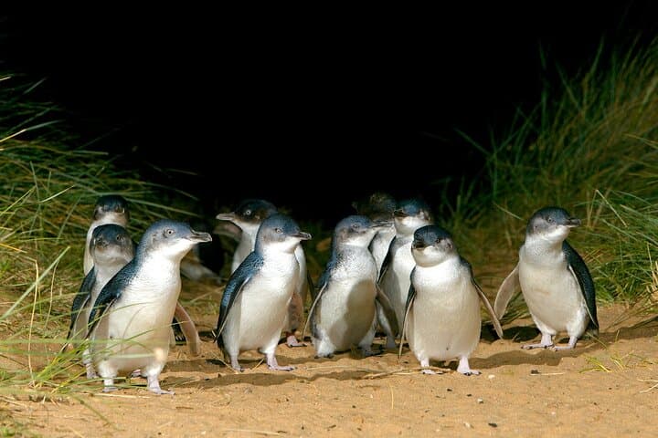 Phillip Island Day Tour: Penguins, Kangaroos & Coastal Highlights (Small-Group) photo 6