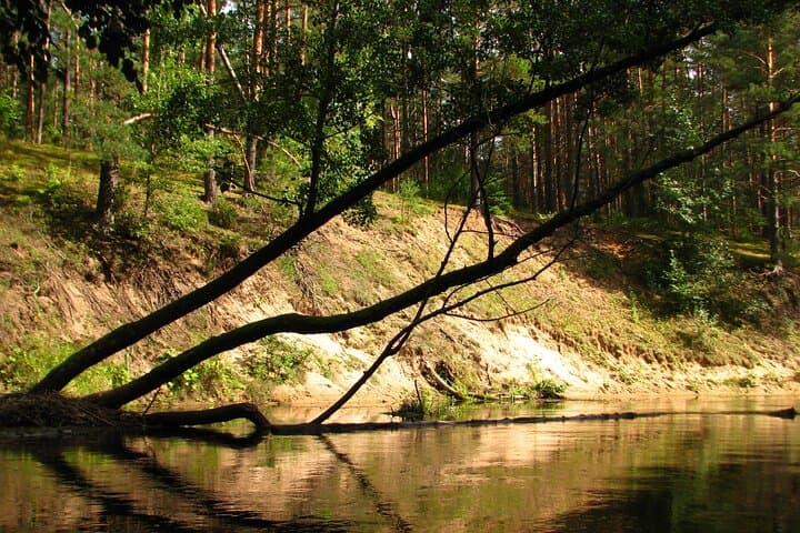 Self-Guided Kayaking on the Žeimena River — 18 km of Clear Water and Pine-Coast Exploration photo 6
