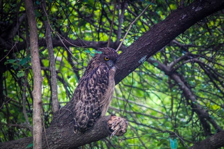 15-Day Private Sri Lanka Tour with Driver — Culture, Wildlife & Hill Country photo 6