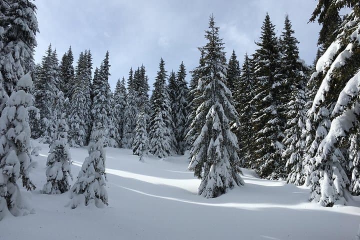 Snowshoeing from Bansko to Ortsevo: Easy Rhodope Day Hike with Pirin Panorama photo 3