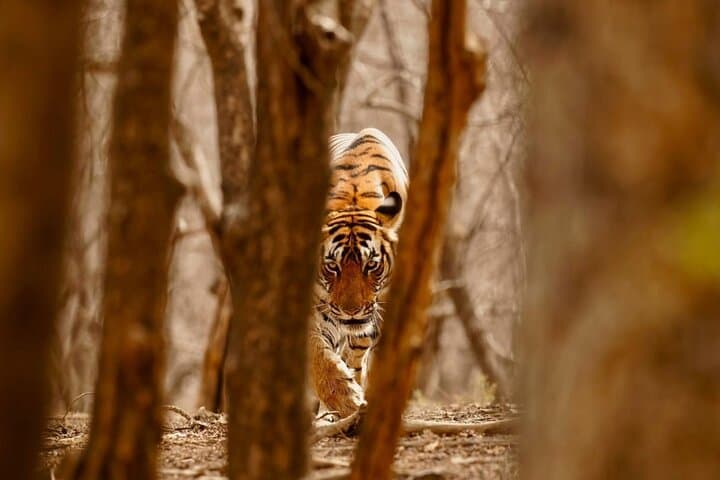 5-Day Private Tour: Tigers, Taj Mahal & Palaces from Cochin photo 4