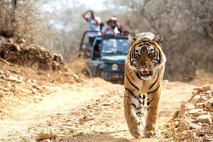 2-Day Private Ranthambhore Tiger Safari from Delhi photo 3