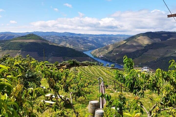 Douro Valley Wine Tour: Two Wineries, Lunch and Optional Rabelo Cruise from Porto photo 4