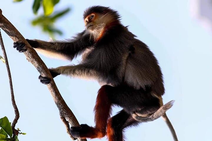 Tracking the Red-Shanked Douc: Monkey-Watching on Son Tra Peninsula
