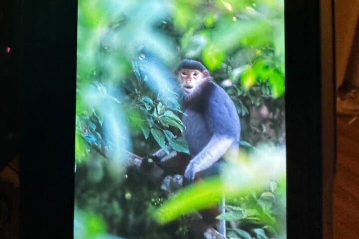 Tracking the Red-Shanked Douc: Monkey-Watching on Son Tra Peninsula photo 3