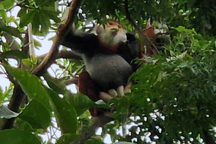 Tracking the Red-Shanked Douc: Monkey-Watching on Son Tra Peninsula photo 6