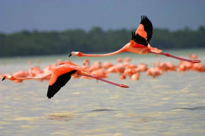 Celestun Mangrove Boat Ride from Merida — Flamingos, Mayan Ruins & Clay Baths photo 2