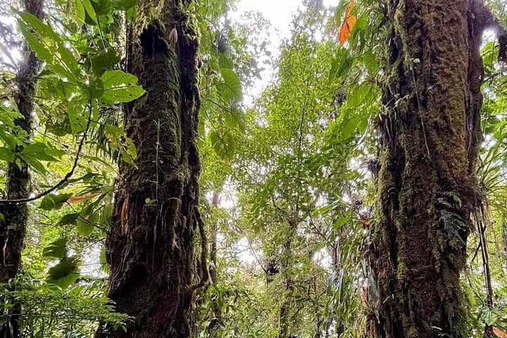 La Fortuna Waterfall, Hanging Bridges & Hot Springs — Full-Day Private Tour photo 4
