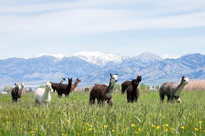 Hands-On Alpaca and Llama Farm Tour Near Bozeman, Montana photo 1