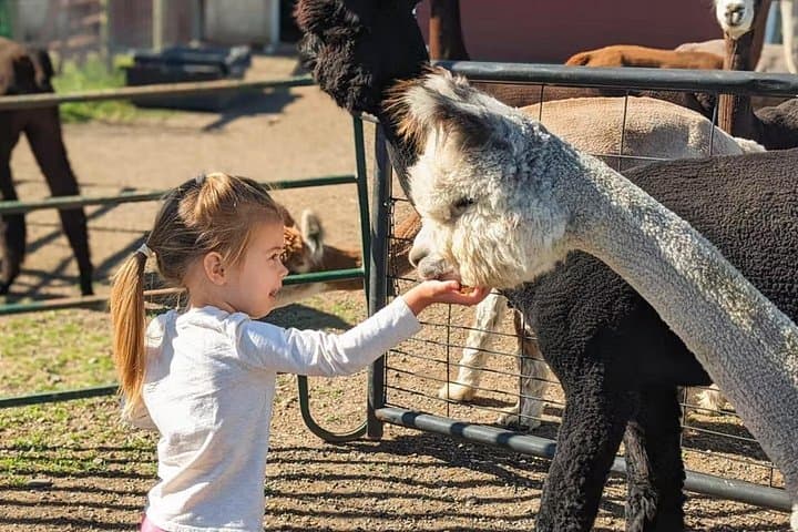 Hands-On Alpaca and Llama Farm Tour Near Bozeman, Montana photo 4