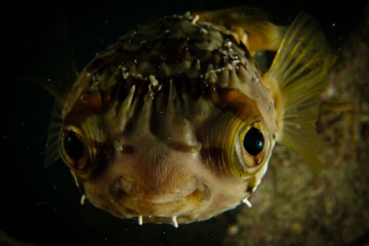 Private Beginner Scuba Diving in Cabo San Lucas — 1:1 Reef Intro photo 4