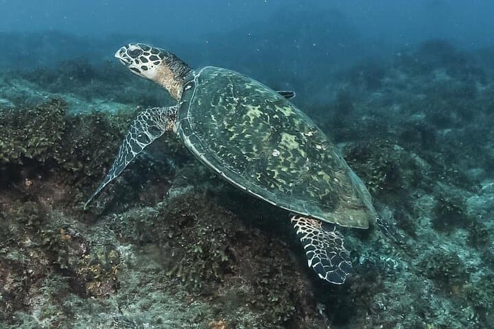 Private Beginner Scuba Diving in Cabo San Lucas — 1:1 Reef Intro photo 2