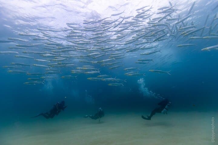 Private Beginner Scuba Diving in Cabo San Lucas — 1:1 Reef Intro photo 3