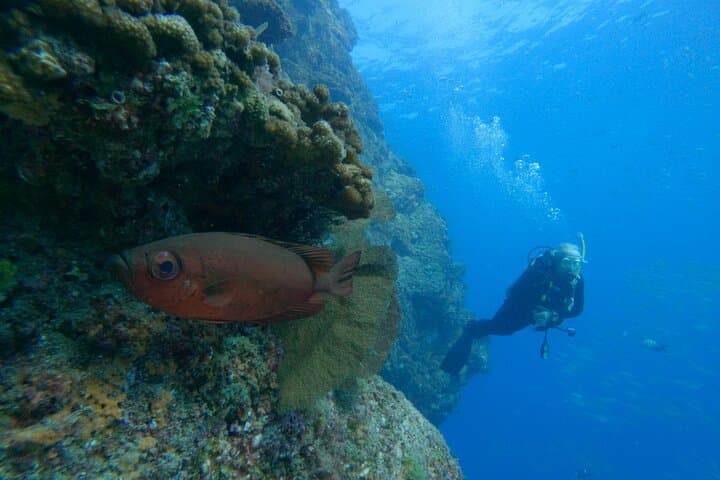 Private Beginner Scuba Diving in Cabo San Lucas — 1:1 Reef Intro photo 5