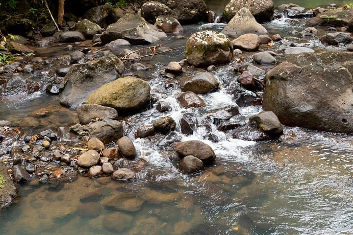 Rainforest Hike & Venus Estate Waterfall Safari — St. Lucia Day Tour photo 5