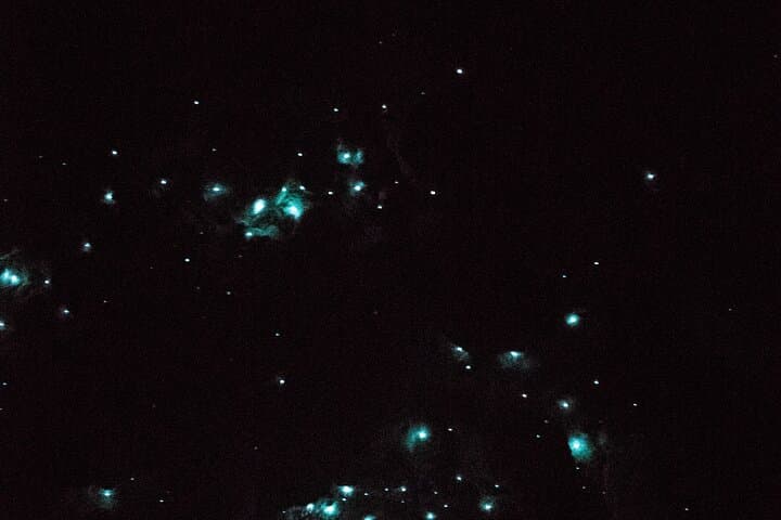 Bay of Islands Glow Worm Caves Express Tour from Paihia photo 2
