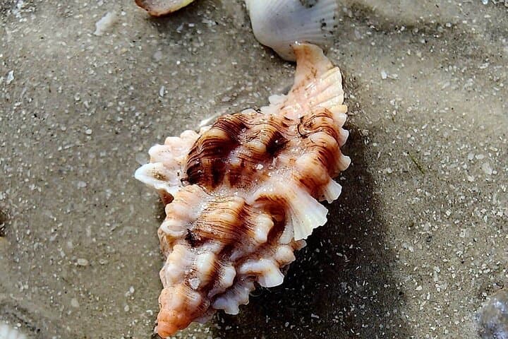 Private Half-Day Shelling & Dolphin EcoTour — 10,000 Islands (Goodland, FL)