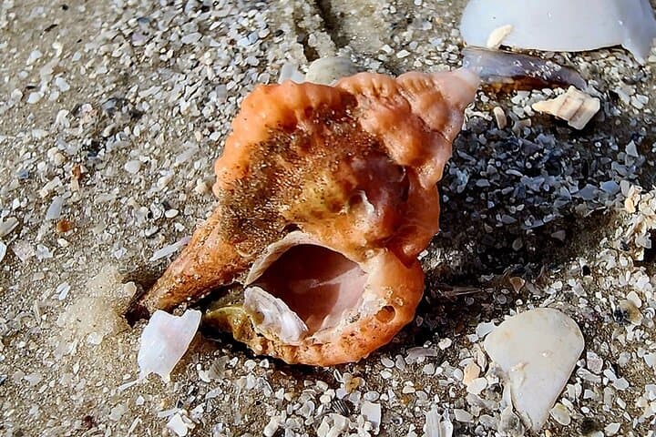 Private Half-Day Shelling & Dolphin EcoTour — 10,000 Islands (Goodland, FL) photo 3