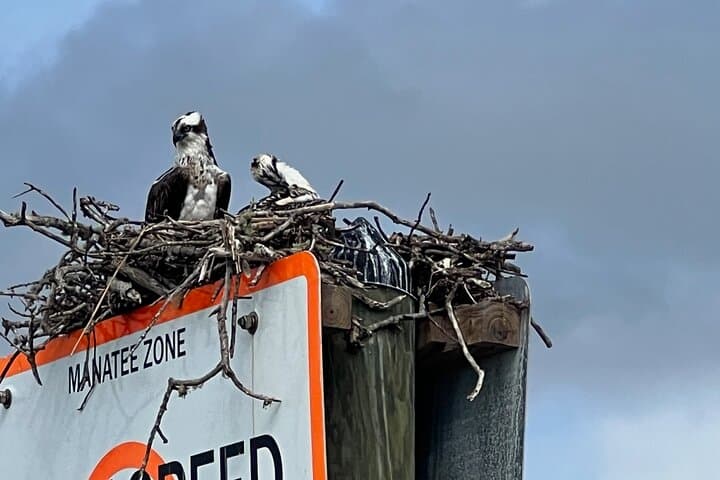 Private Half-Day Shelling & Dolphin EcoTour — 10,000 Islands (Goodland, FL) photo 4