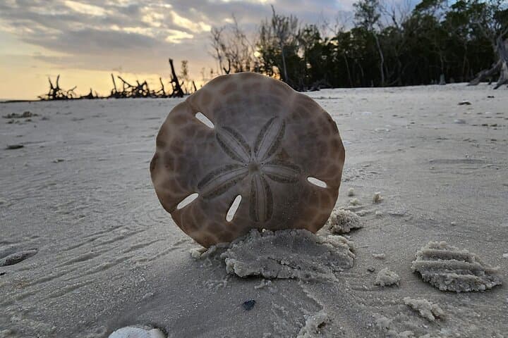 Private Half-Day Shelling & Dolphin EcoTour — 10,000 Islands (Goodland, FL) photo 5