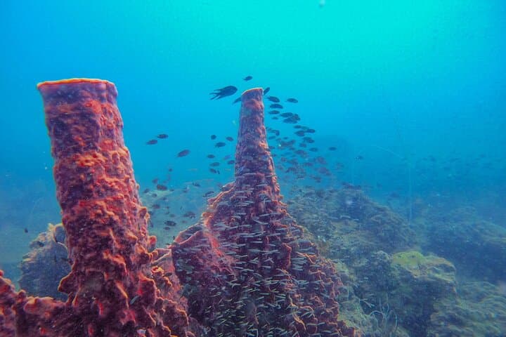 Discover Scuba Diving in Koh Rong — Beginner Dives from Koh Touch Beach photo 3