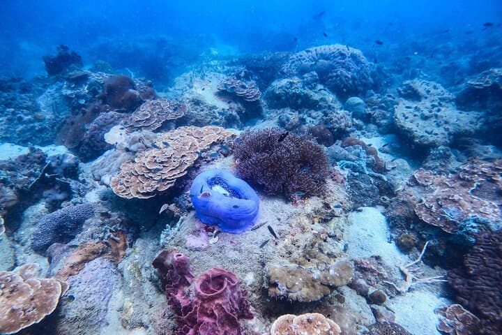 Discover Scuba Diving in Koh Rong — Beginner Dives from Koh Touch Beach photo 6