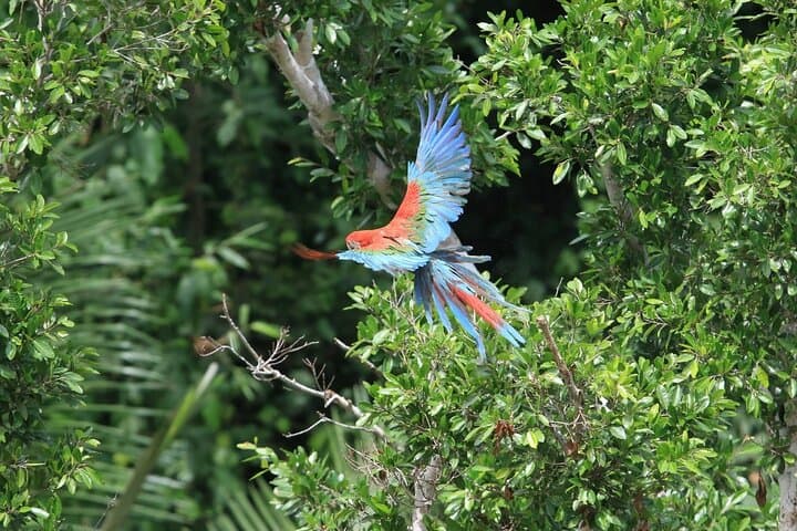 4-Day Madidi & Pampas del Yacuma Amazon Expedition from Rurrenabaque