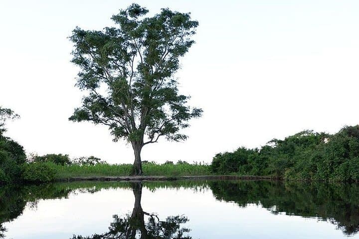 Madidi & Pampas Yacuma: 5-Day Amazon Expedition from Rurrenabaque photo 2