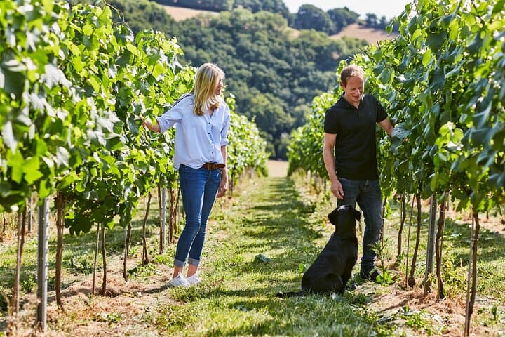 Swanaford Vineyard Tour & Tasting in Dartmoor: 90-Minute Walk Through English Vines