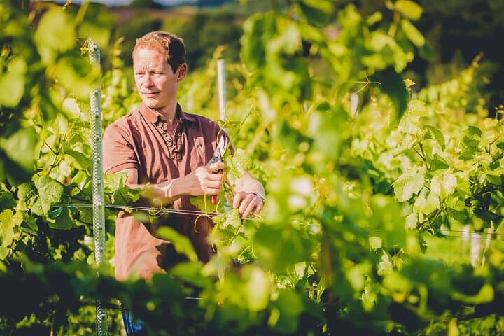 Swanaford Vineyard Tour & Tasting in Dartmoor: 90-Minute Walk Through English Vines photo 3