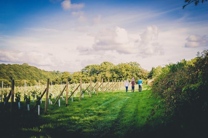 Swanaford Vineyard Tour & Tasting in Dartmoor: 90-Minute Walk Through English Vines photo 4