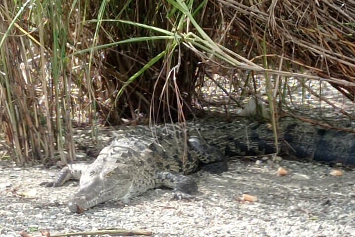 Monkey Island Rainforest Wildlife Tour from Panama City photo 3