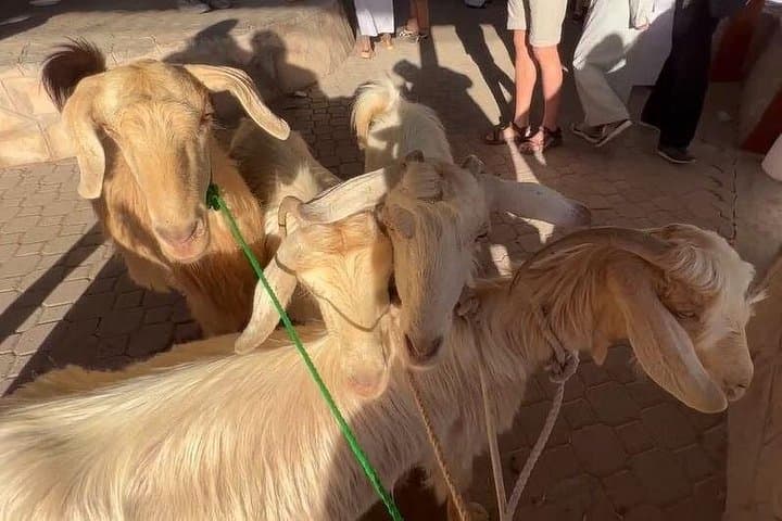 Nizwa Friday Cattle Market and Jebel Akhdar Full-Day Tour: Market Life to Green Mountain Views photo 2