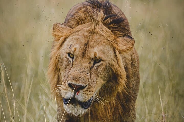 4-Day Private Masai Mara Safari: Big Cats, Migration and Maasai Culture photo 2
