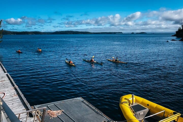 Johnstone Strait Full-Day Kayak Tour from Telegraph Cove — Orcas & Coastal Wildlife photo 3