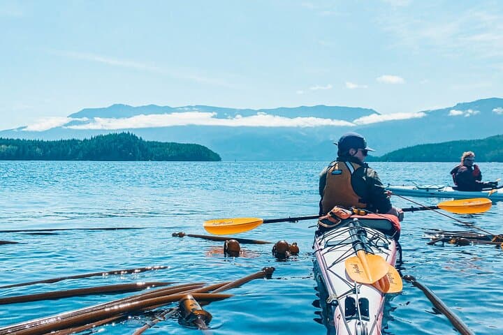 Johnstone Strait Full-Day Kayak Tour from Telegraph Cove — Orcas & Coastal Wildlife