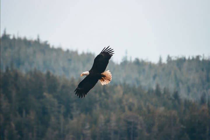 Johnstone Strait Full-Day Kayak Tour from Telegraph Cove — Orcas & Coastal Wildlife photo 5