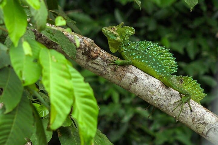 Caño Negro Boat Tour from La Fortuna — Wetlands Birdwatching & Local Lunch photo 2