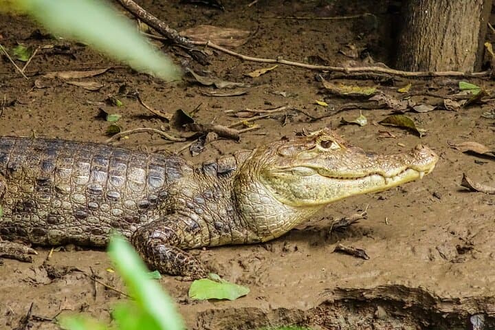 Caño Negro Boat Tour from La Fortuna — Wetlands Birdwatching & Local Lunch photo 3