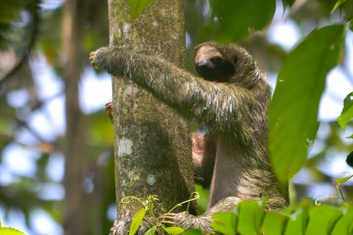 La Fortuna Sloth and Bird Walk — Short Rainforest Wildlife Sightseeing