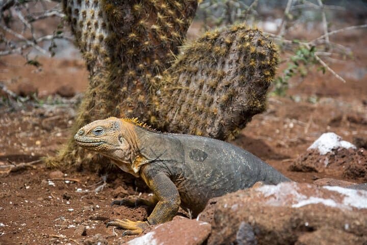 7-Day Galapagos Santa Cruz & Isabela Islands with Quito Highlights