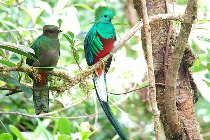 Monteverde Day–Night Birdwatching Tour: Cloud Forest Birds & Nocturnal Wildlife