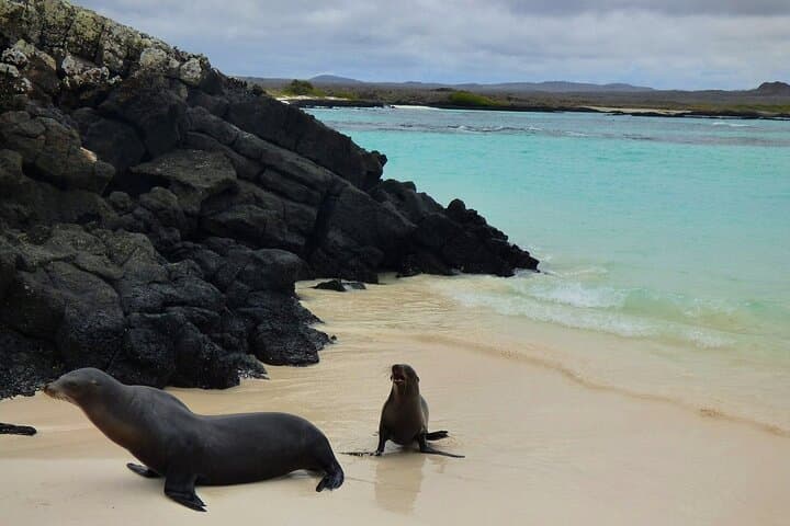 San Cristobal 360: Snorkel Kicker Rock, Turtles & Hammerheads in One Day photo 6