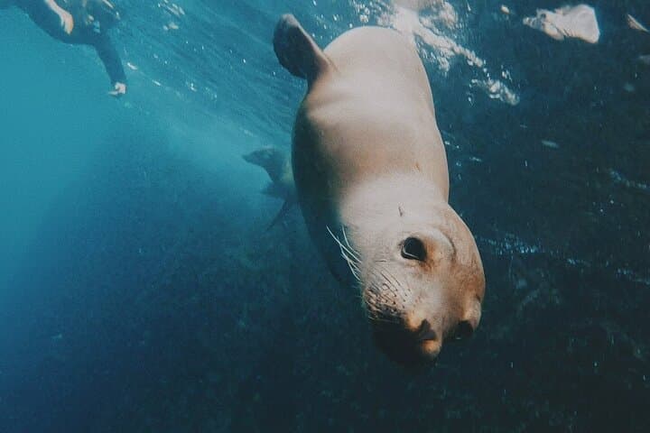 San Cristobal 360: Snorkel Kicker Rock, Turtles & Hammerheads in One Day photo 5