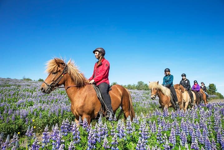 Icelandic Horse Comfort Ride — Lava Fields & Bláfjöll Views from Reykjavík