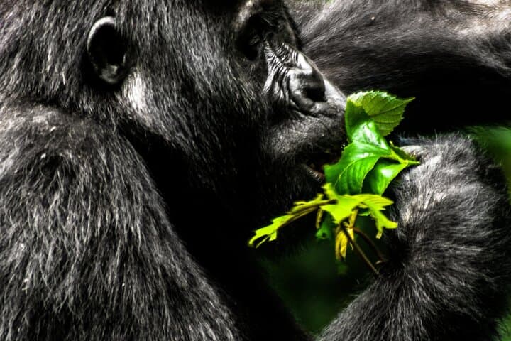 3-Day Bwindi Gorilla Safari: Trek Mountain Gorillas in Uganda