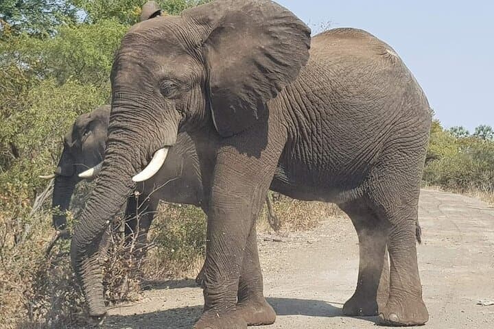 Mosi-oa-Tunya Rhino Walk and Game Drive — Livingstone Wildlife Experience photo 3