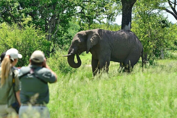 Mosi-Oa-Tunya Game Drive: Wildlife and Victoria Falls Views in Three Hours photo 4