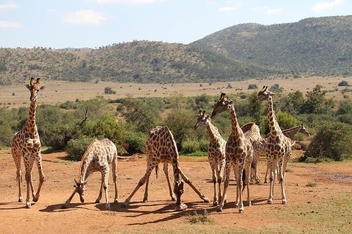 Full-Day Pilanesberg Safari from Johannesburg: Big Five in an Ancient Crater photo 4